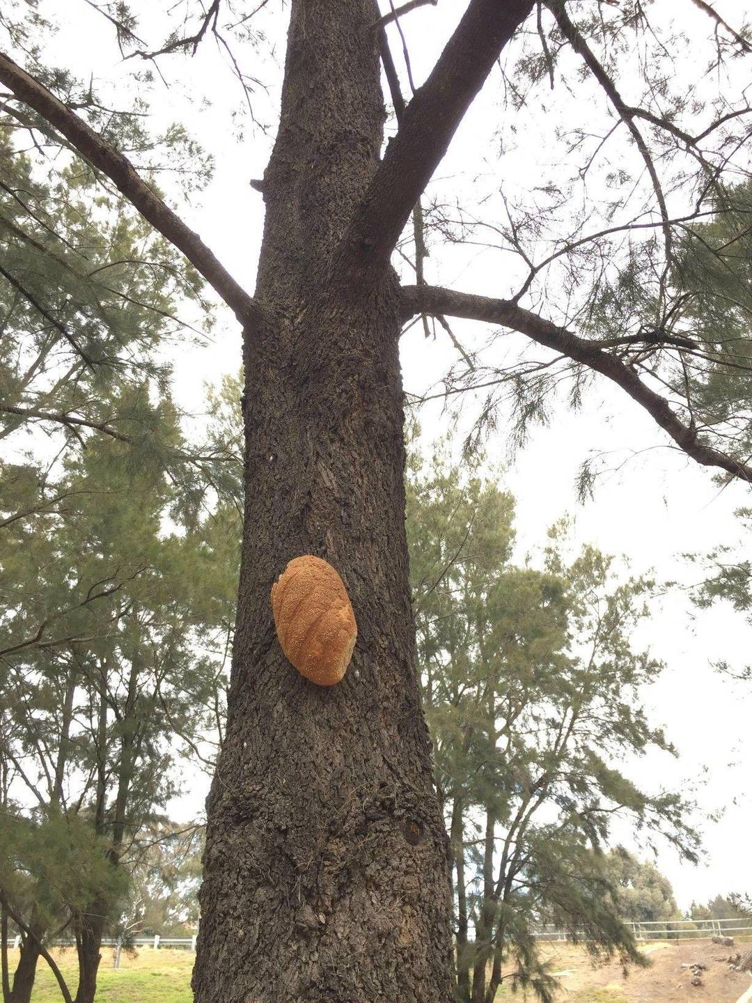 Bread Roll stapled to an oak tree