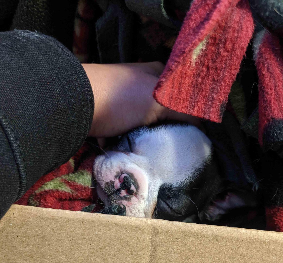 Bringing Ford home