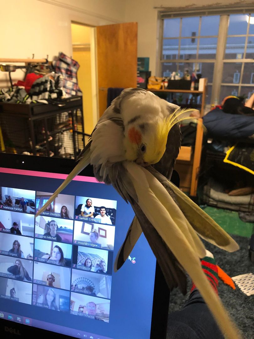 Brought my tiel to college with me as an ESA, he acclimated super well and keeps me feeling happy and anxiety free!