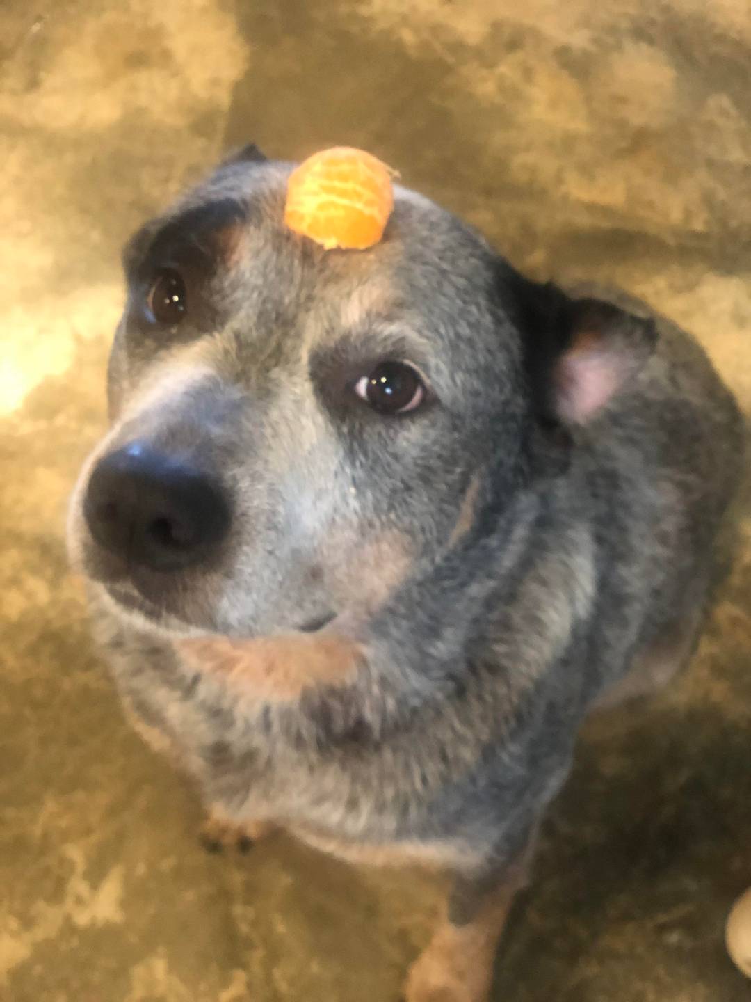 Bruce thinks anything can be a hat