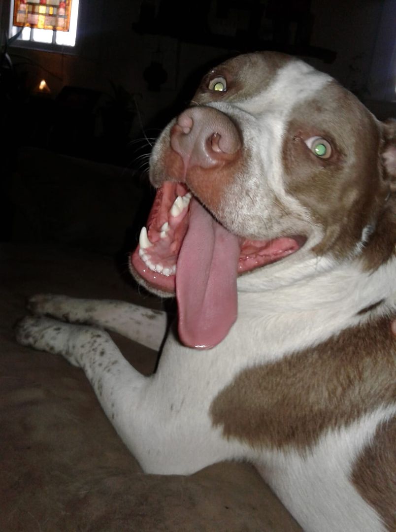 Bubba Loves Everything