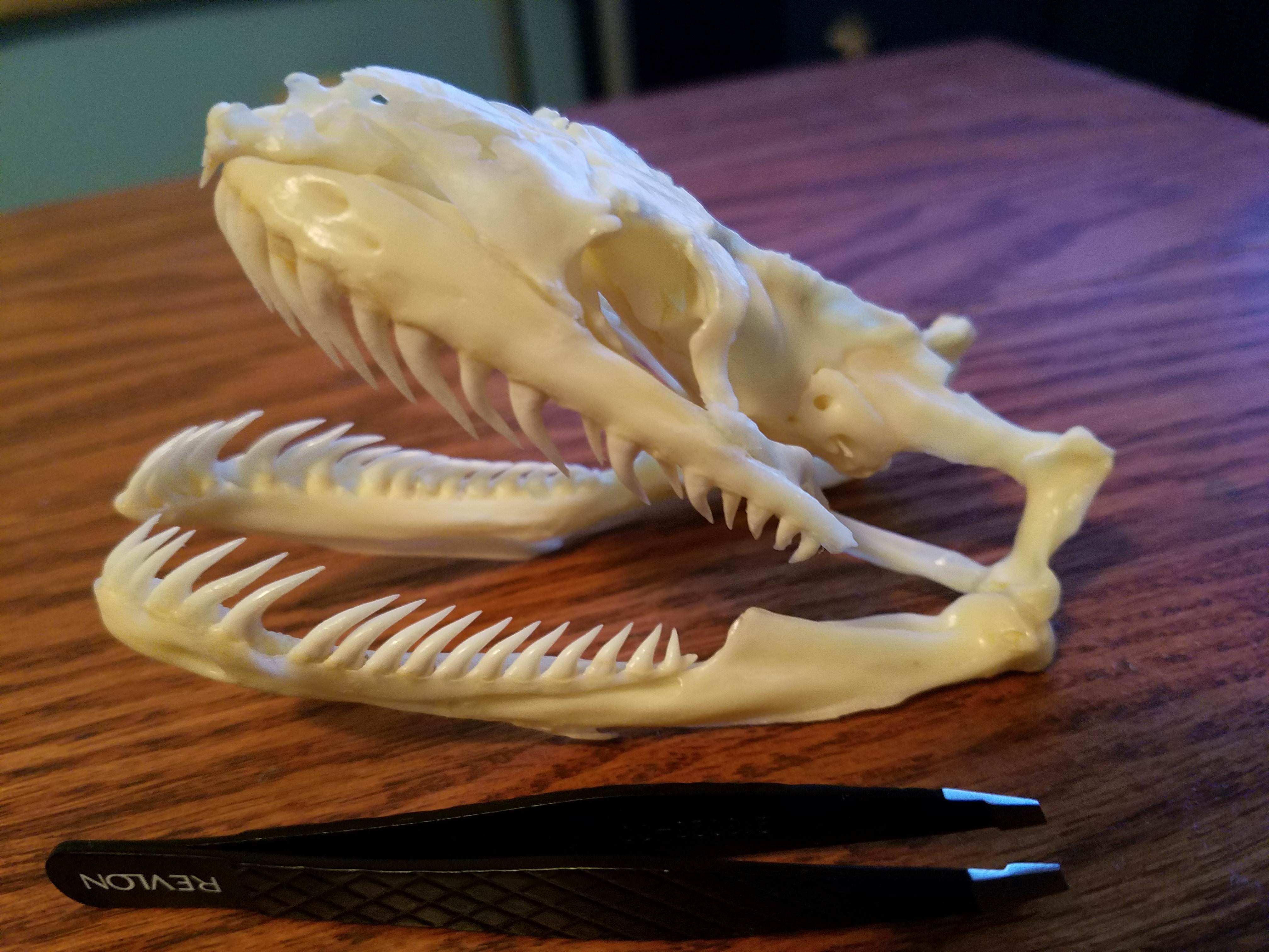 Burmese python skull | Scrolller