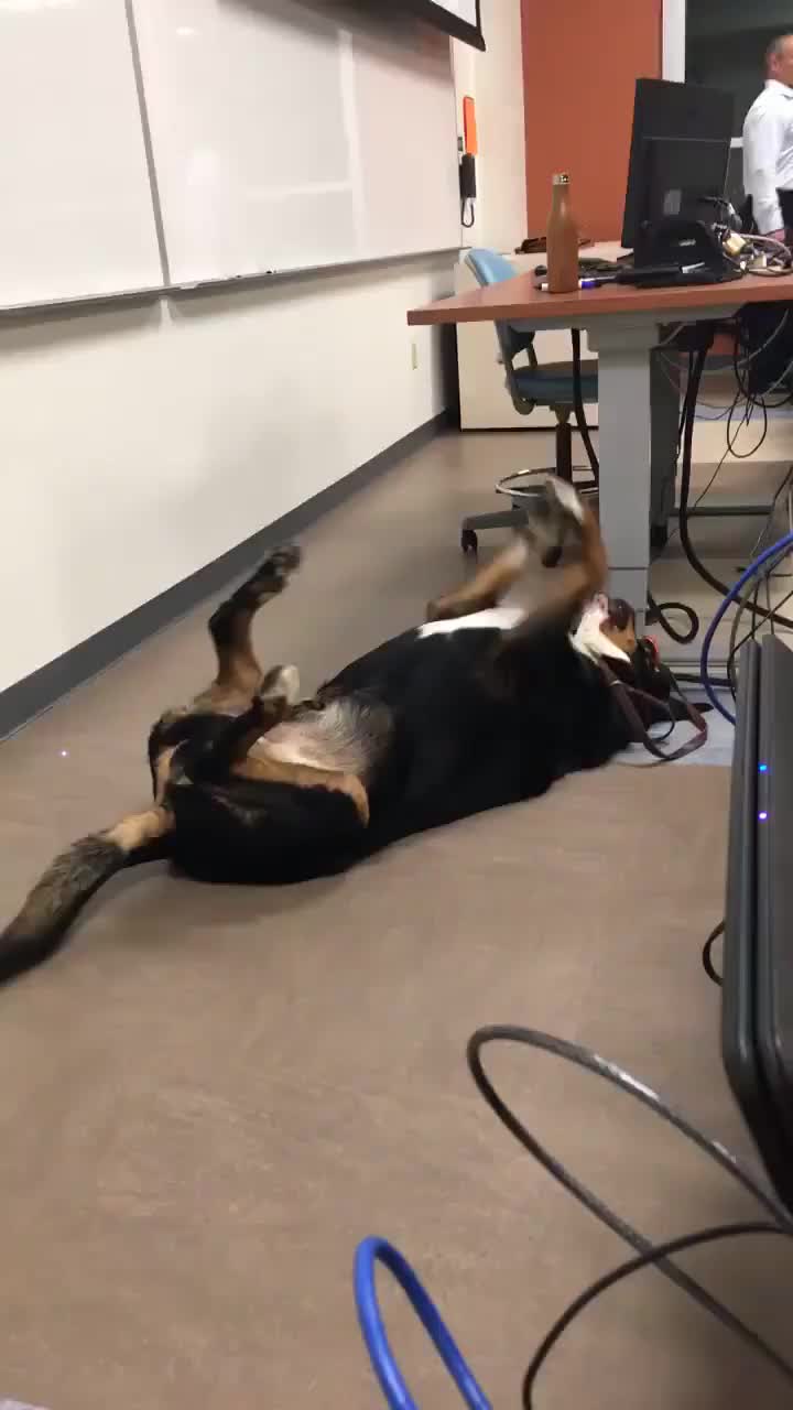 Business professor brought in his dog to class to help calm nerves before the big exam