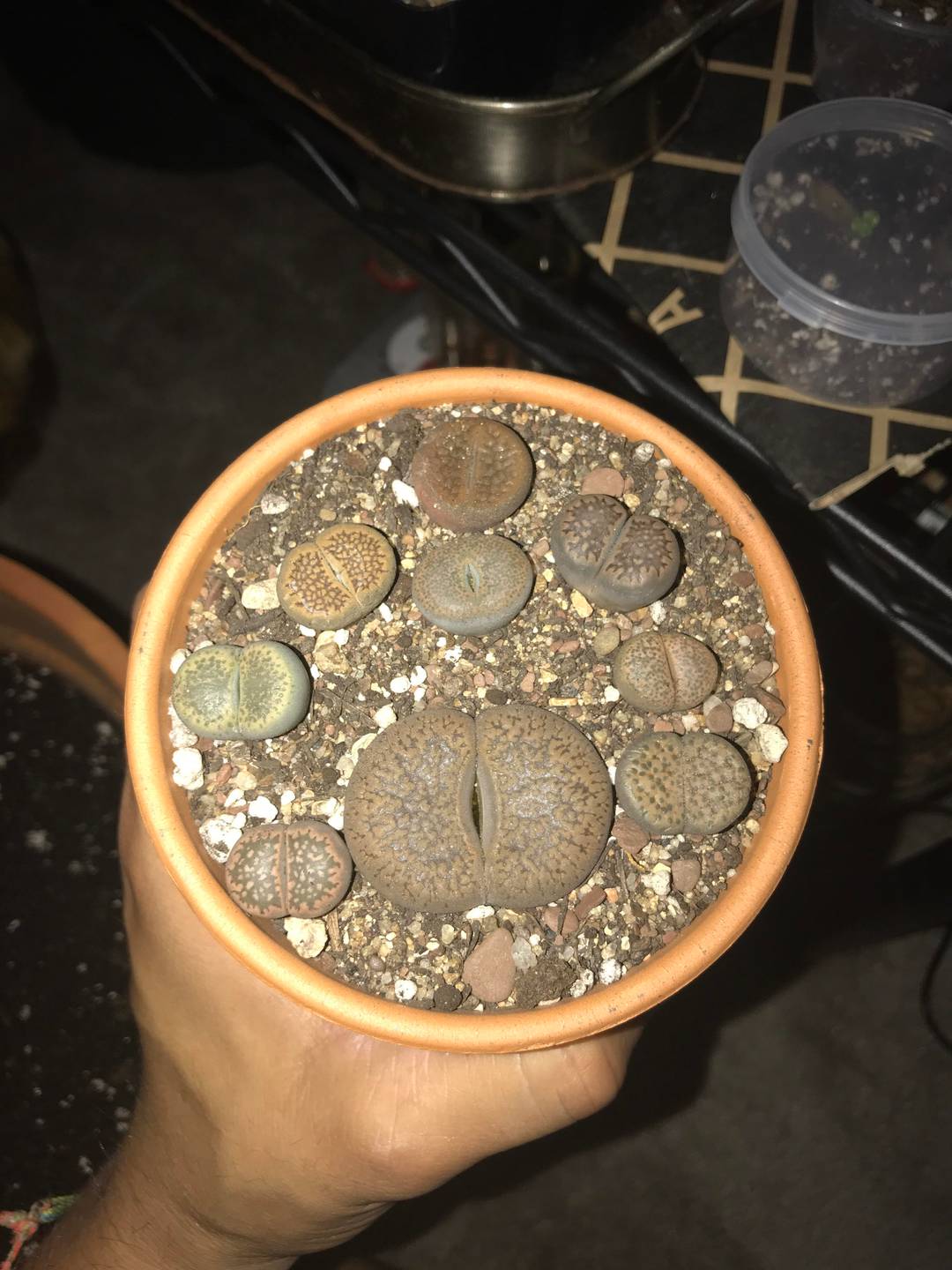 Butt holes