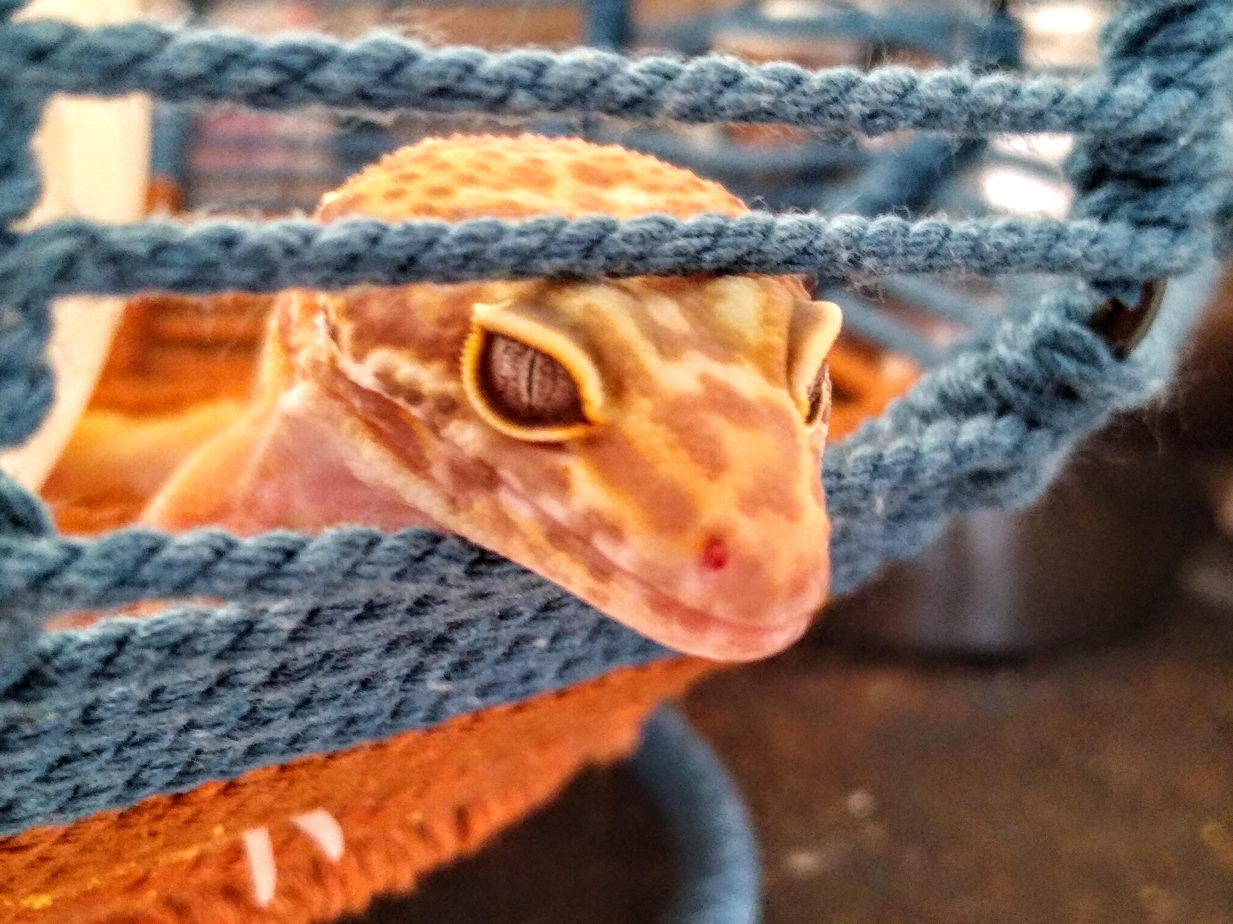 Butterbean Poking Around Scrolller