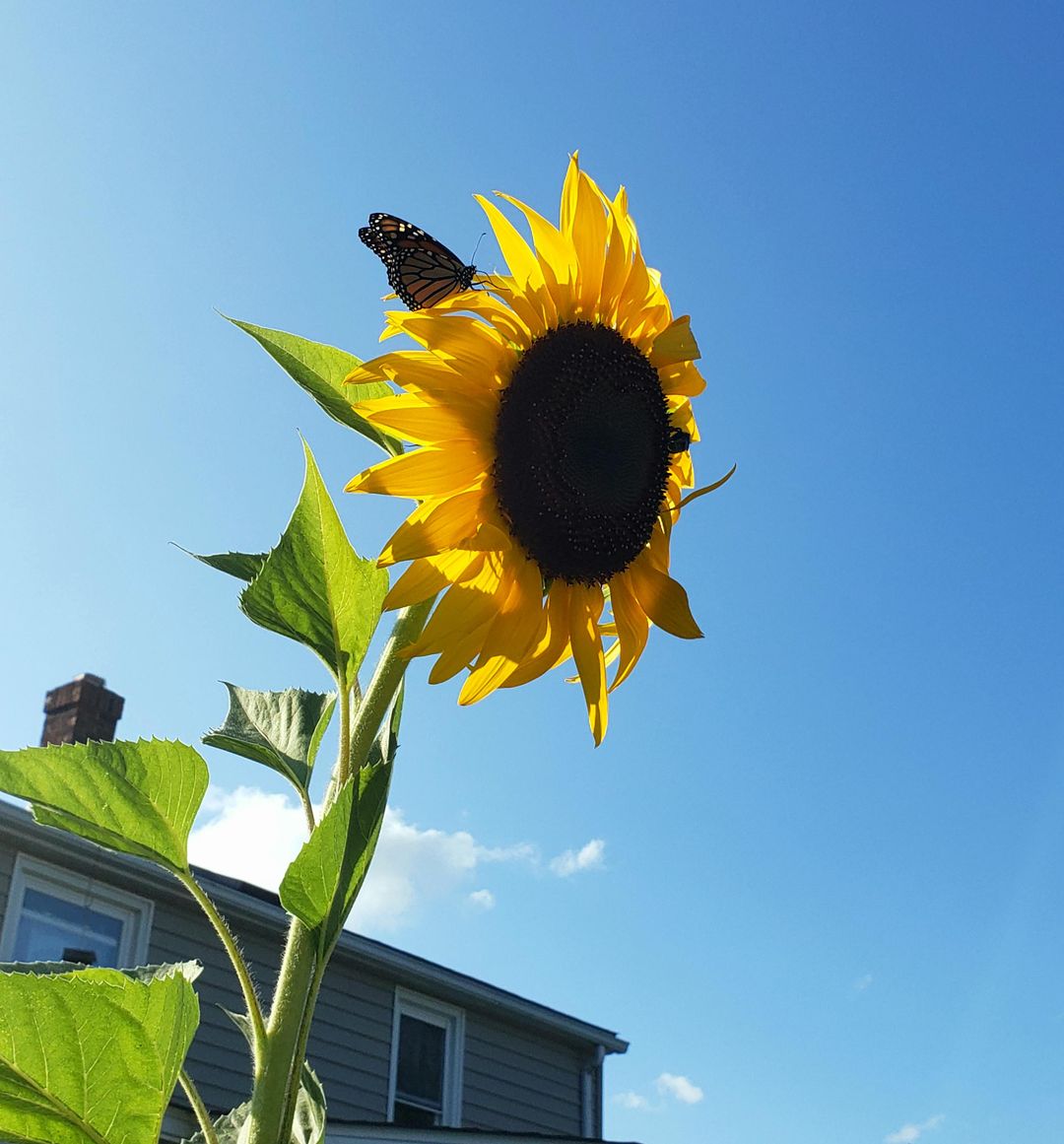 butterfly and bumble bee for scale