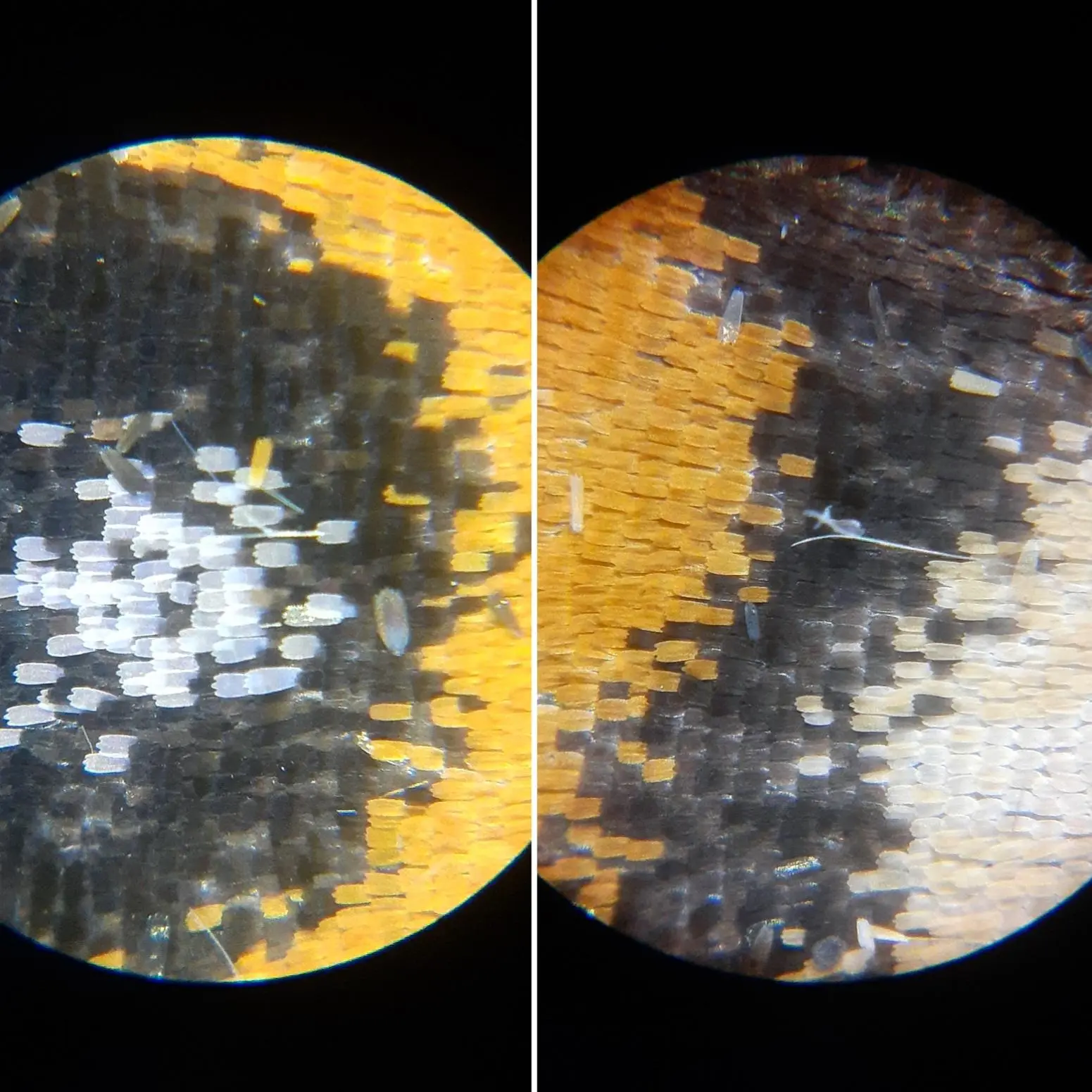 Butterfly wing scales in 60x magnification 🦋 🔬 | Scrolller