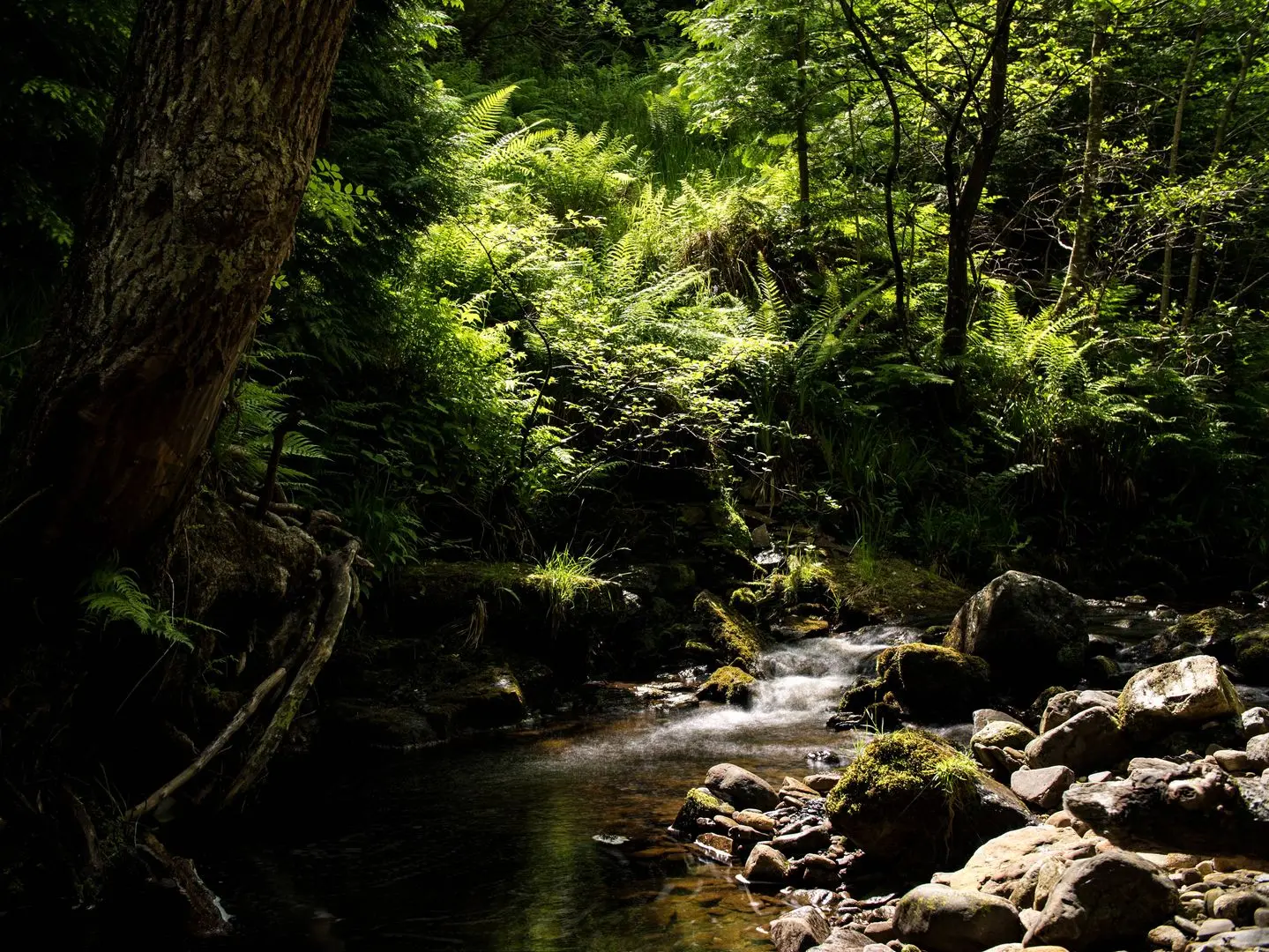 By the stream (4610x3459)