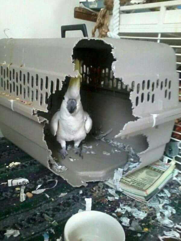Cage me again motherfucker