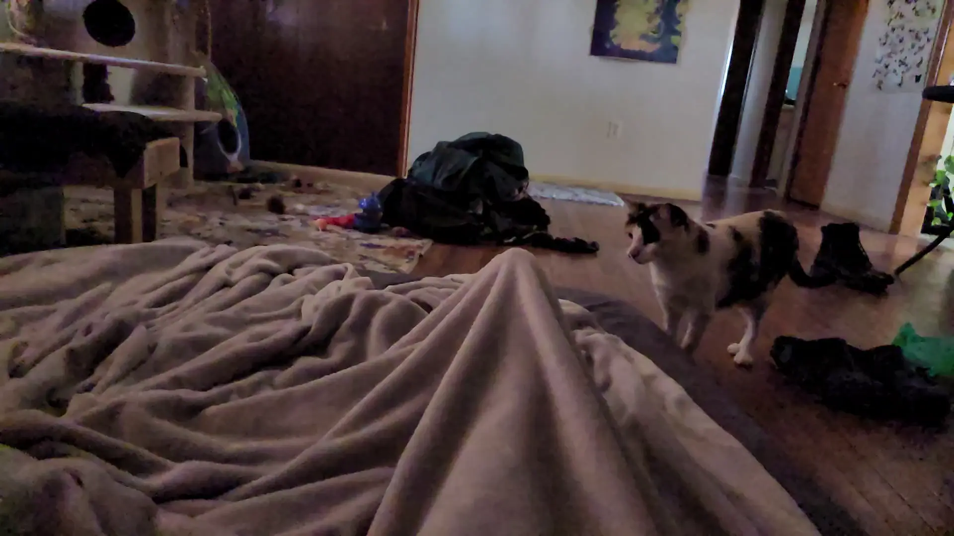 Calculating her Pounce