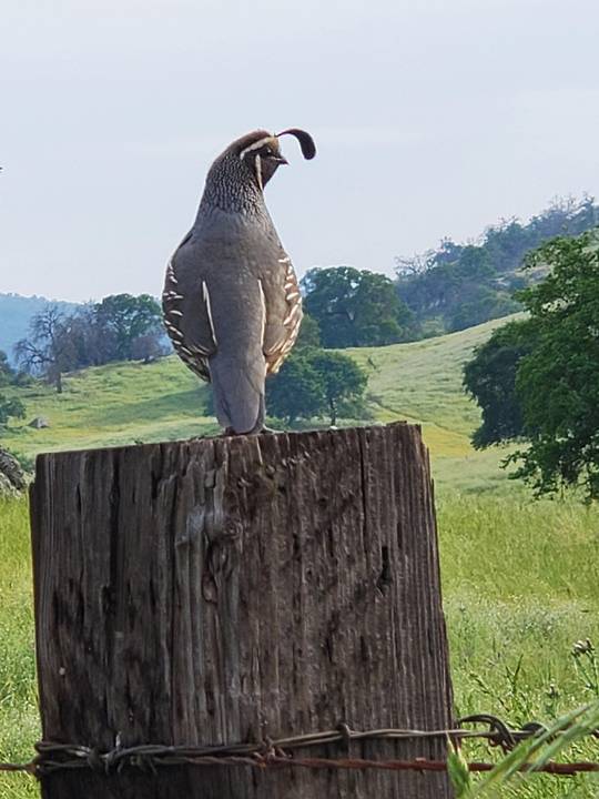 California Quail