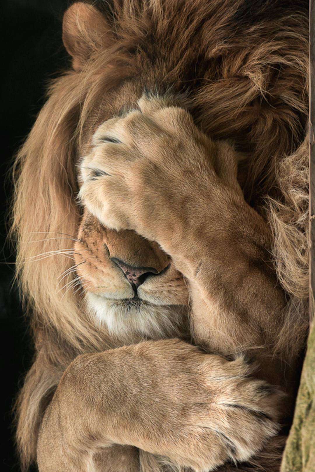 Camera Shy Lion