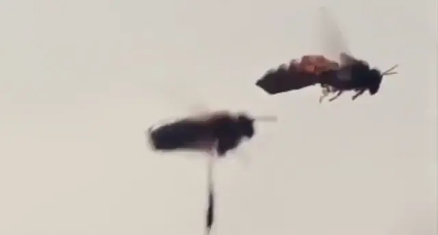 Camera somehow keeps bees in-frame while flying, AND captures him where he falls after mating with the future queen.