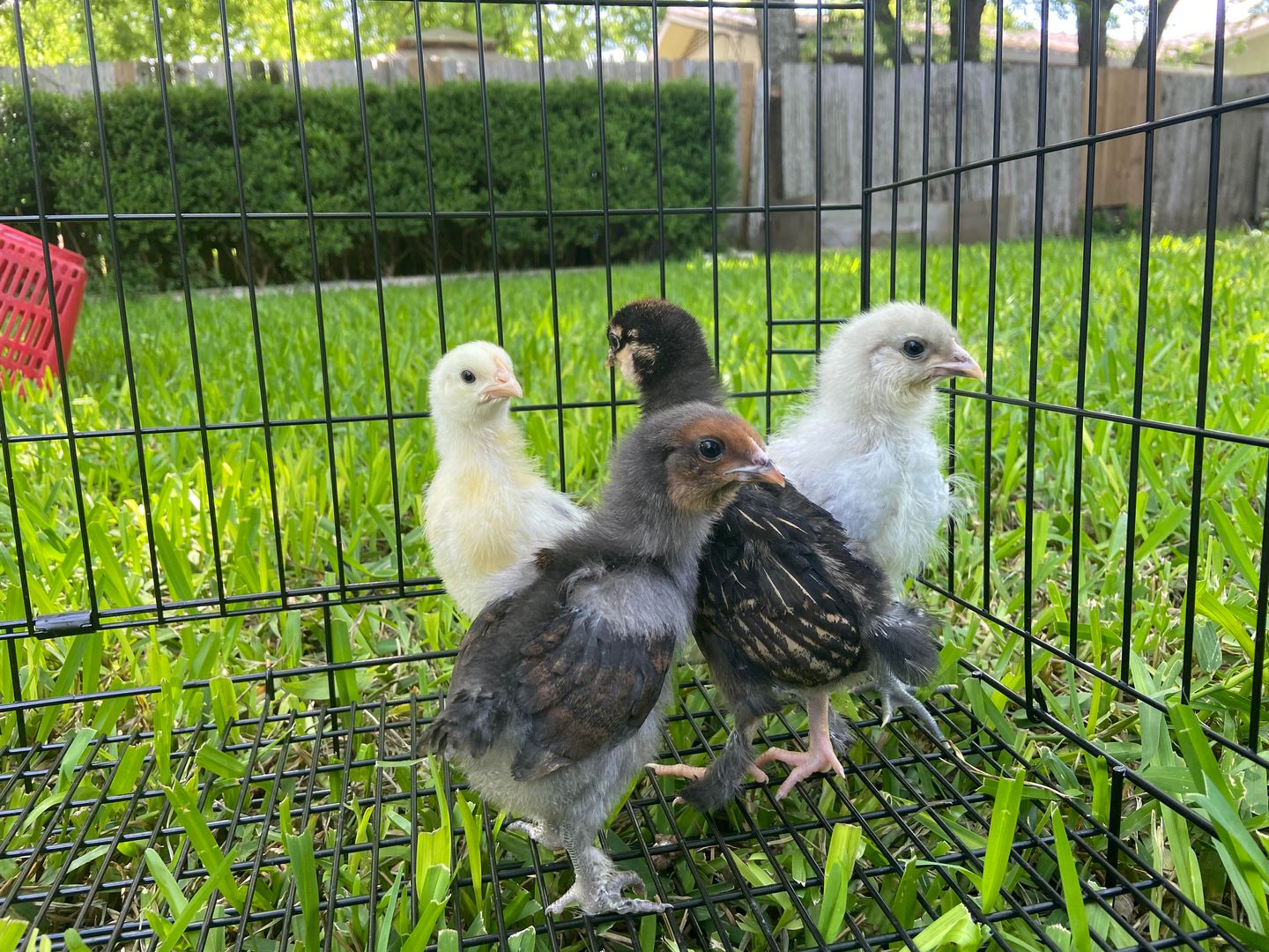 Can anyone tell me what breeds of chickens these are and an age estimate?