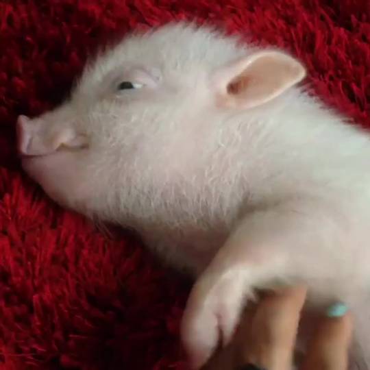 Can't resist the rubs