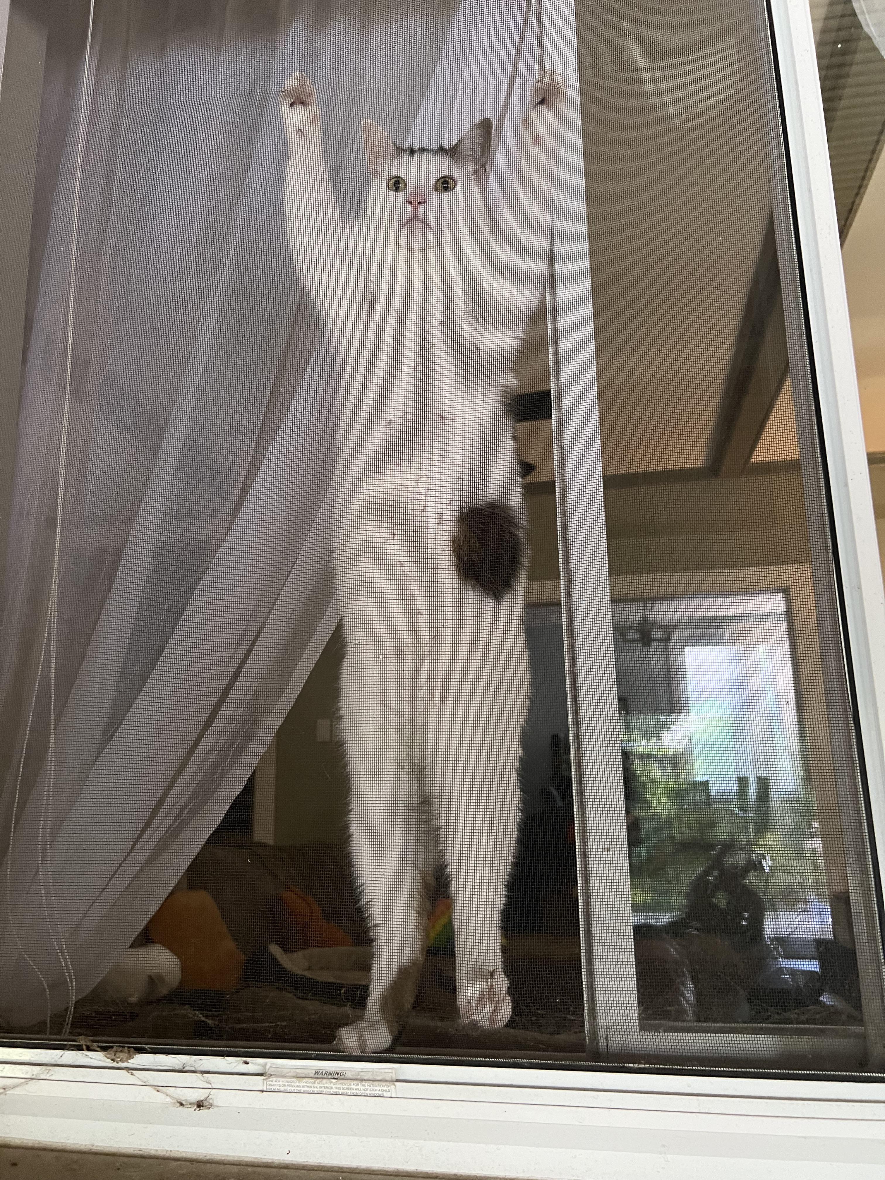 Cat.