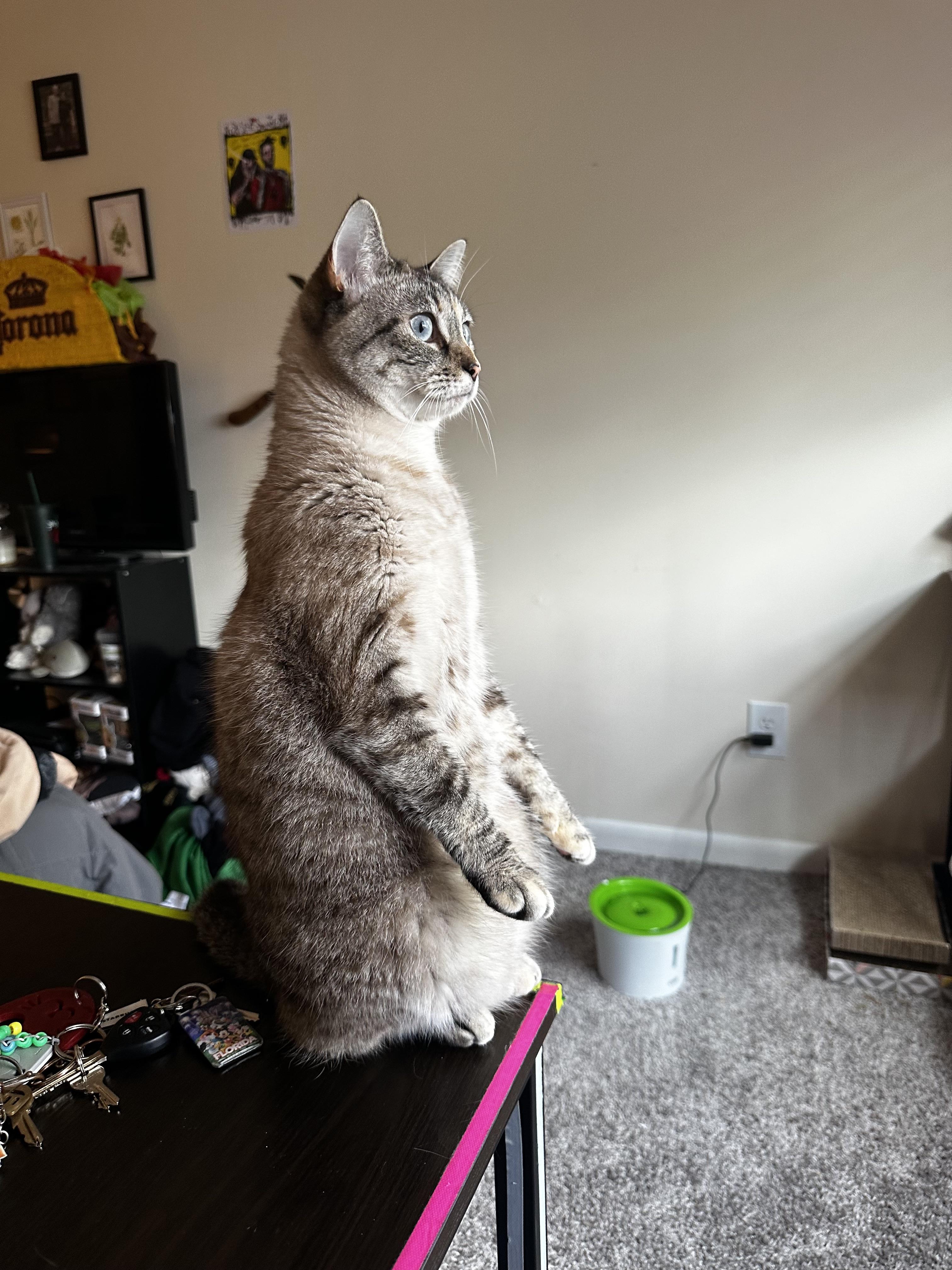 Cat.