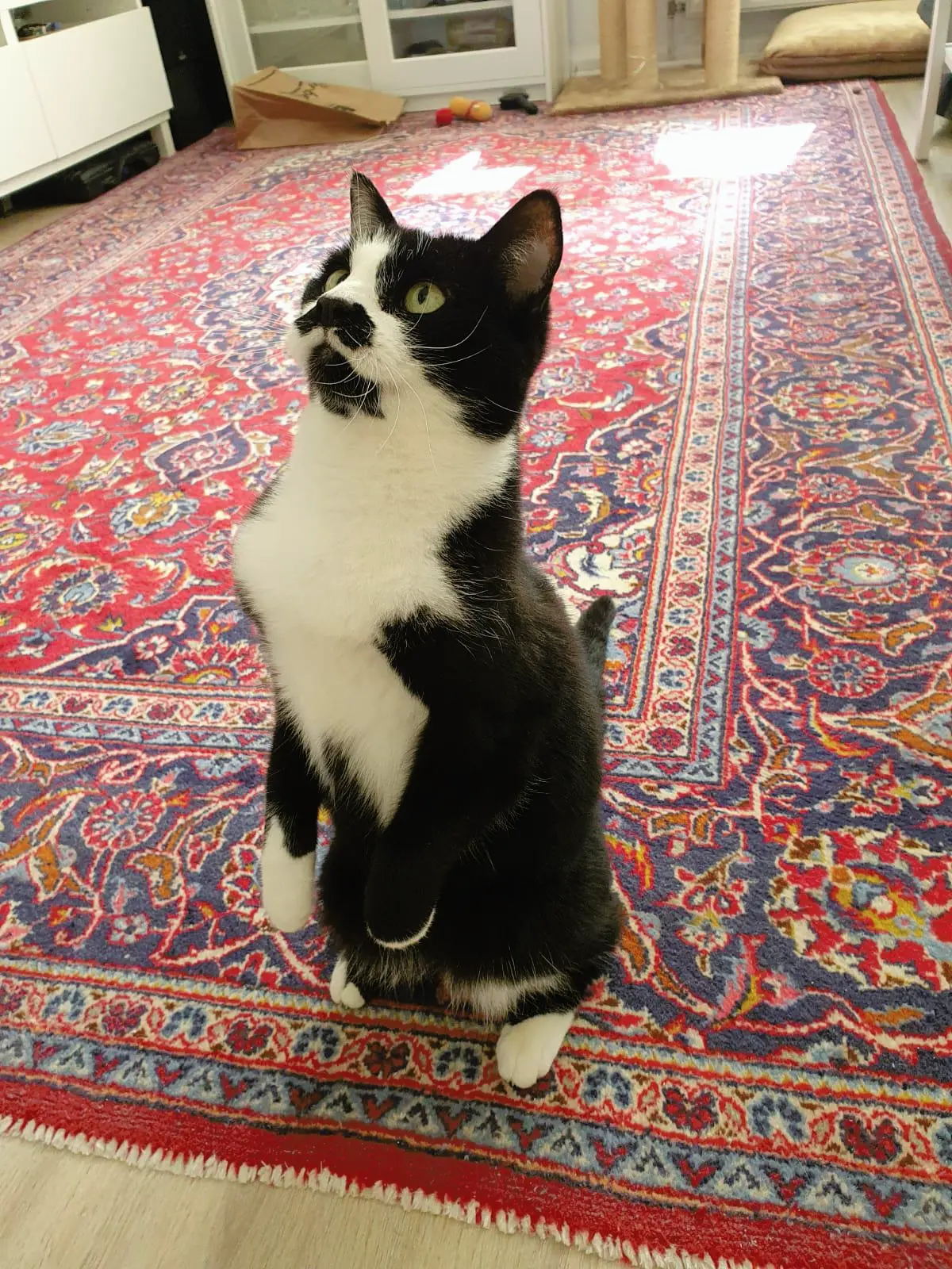 Cat.
