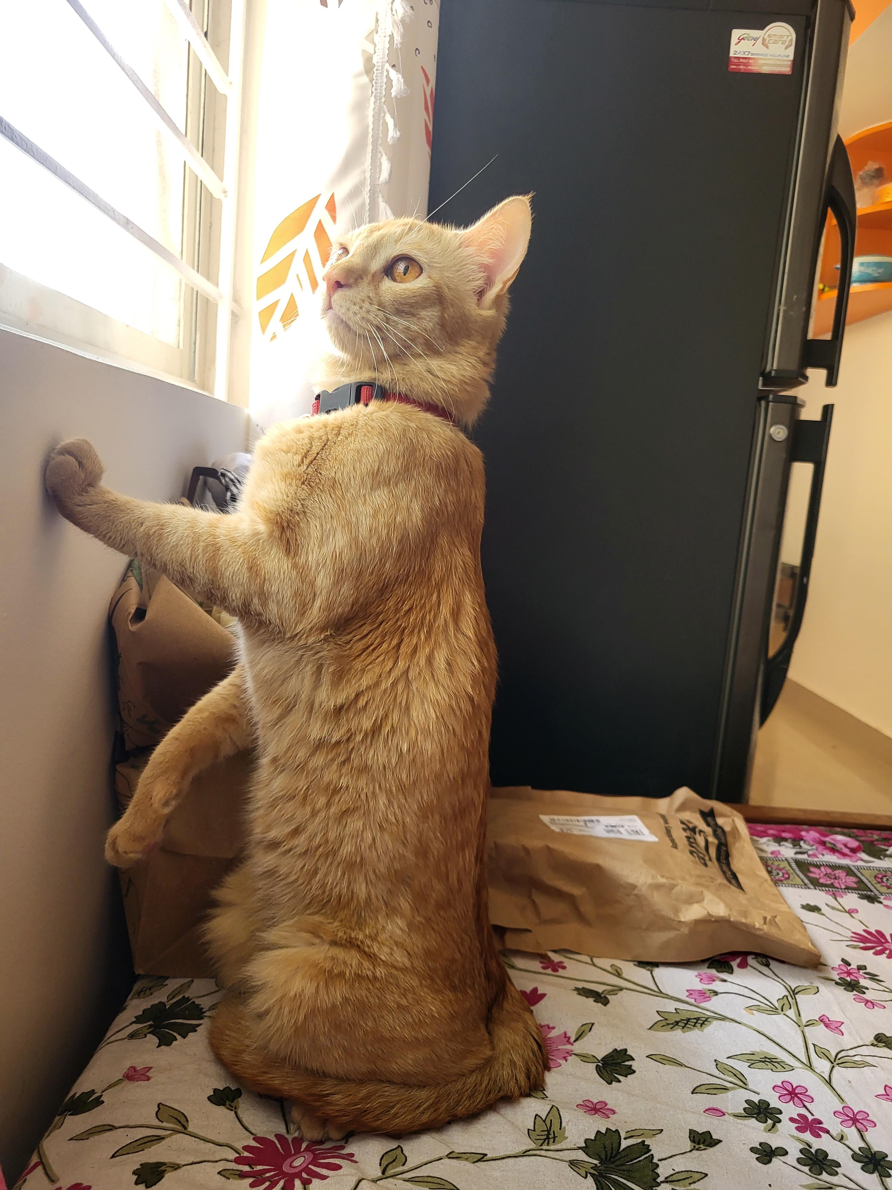 Cat.