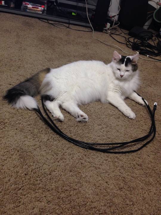 Cat 5e Circle