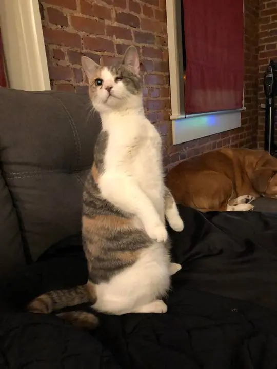 Cat.