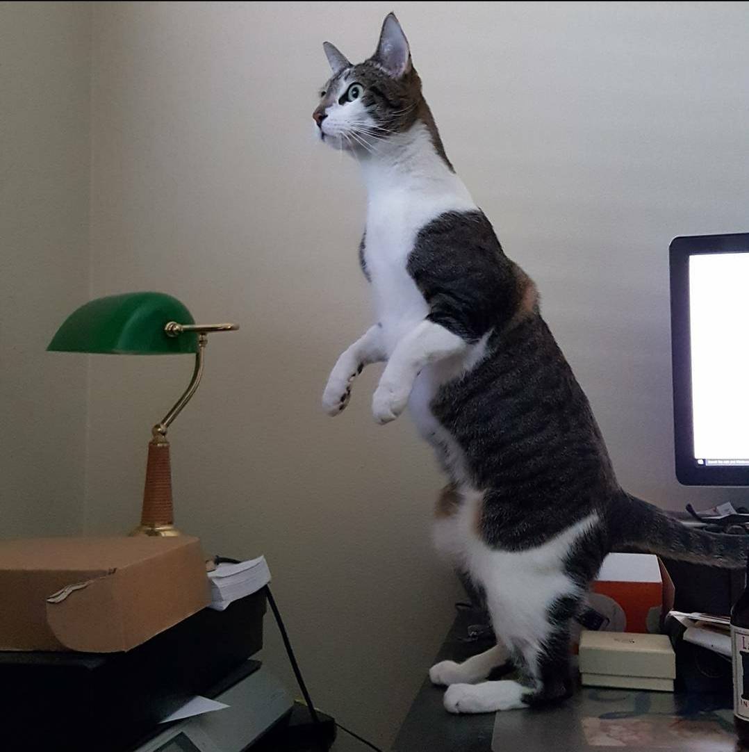 Cat.