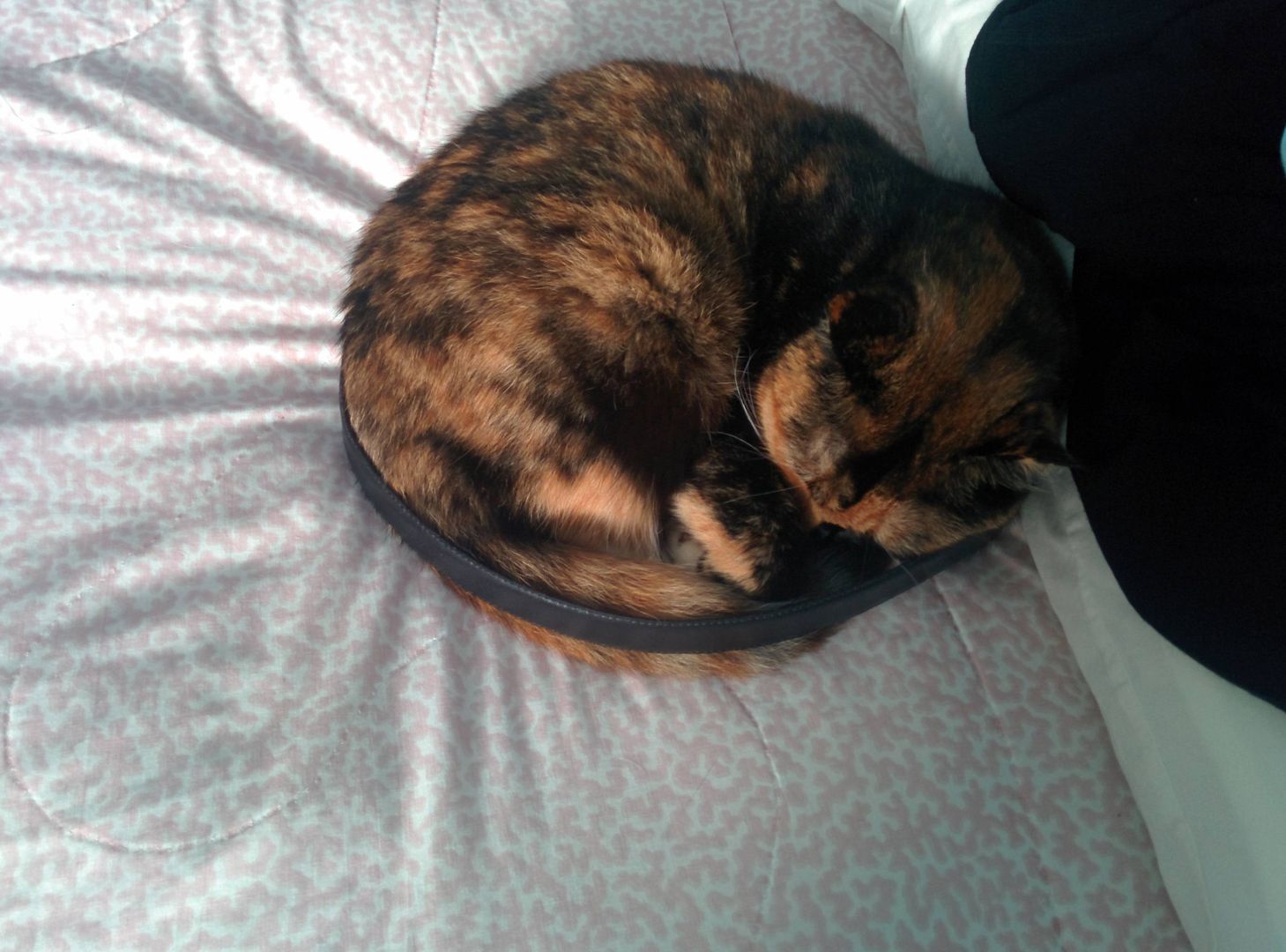 Cat circle circle cat