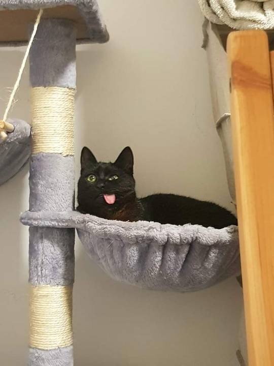 cat. exe has encountered a fatal error