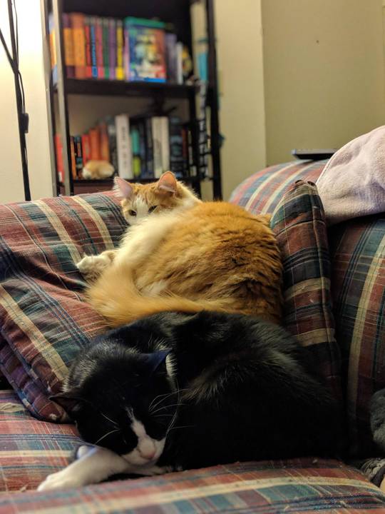 Cat on cat