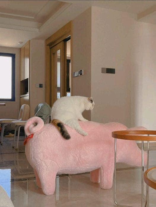 cat pig riding a pig