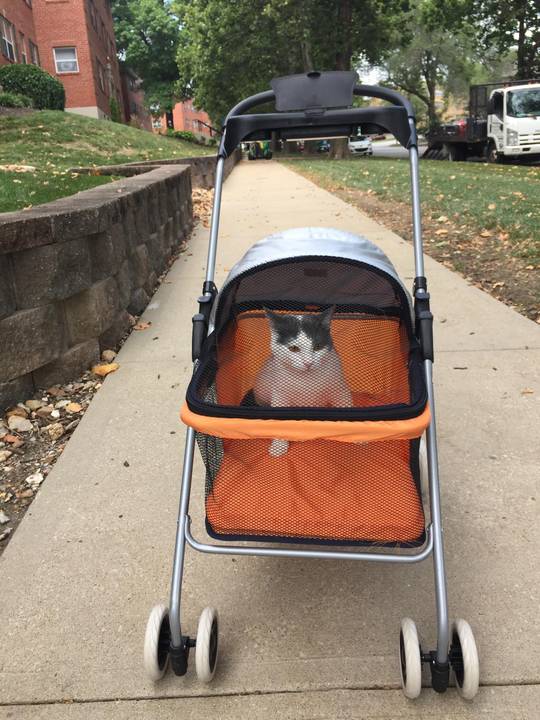 Cat stroller!