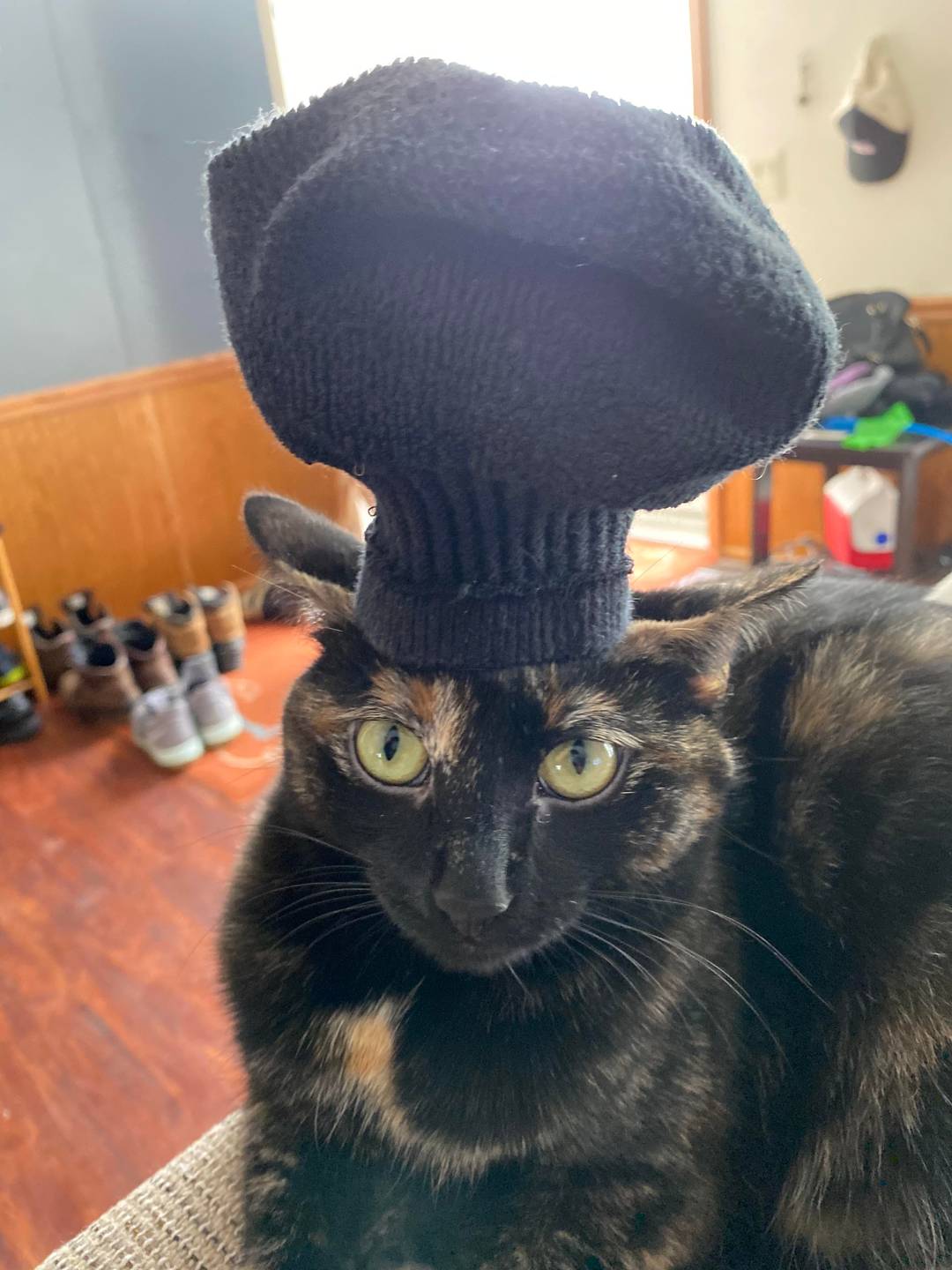 Catatouille