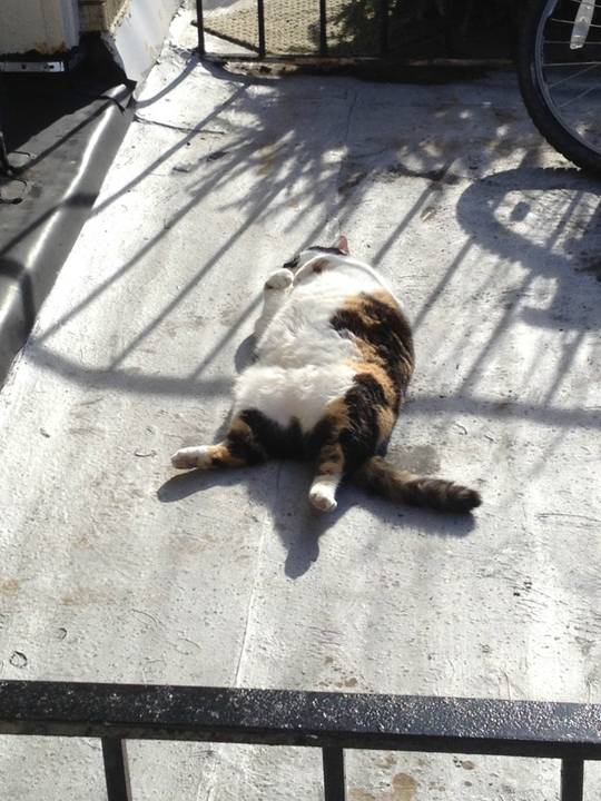 Catching some rays out on the deck