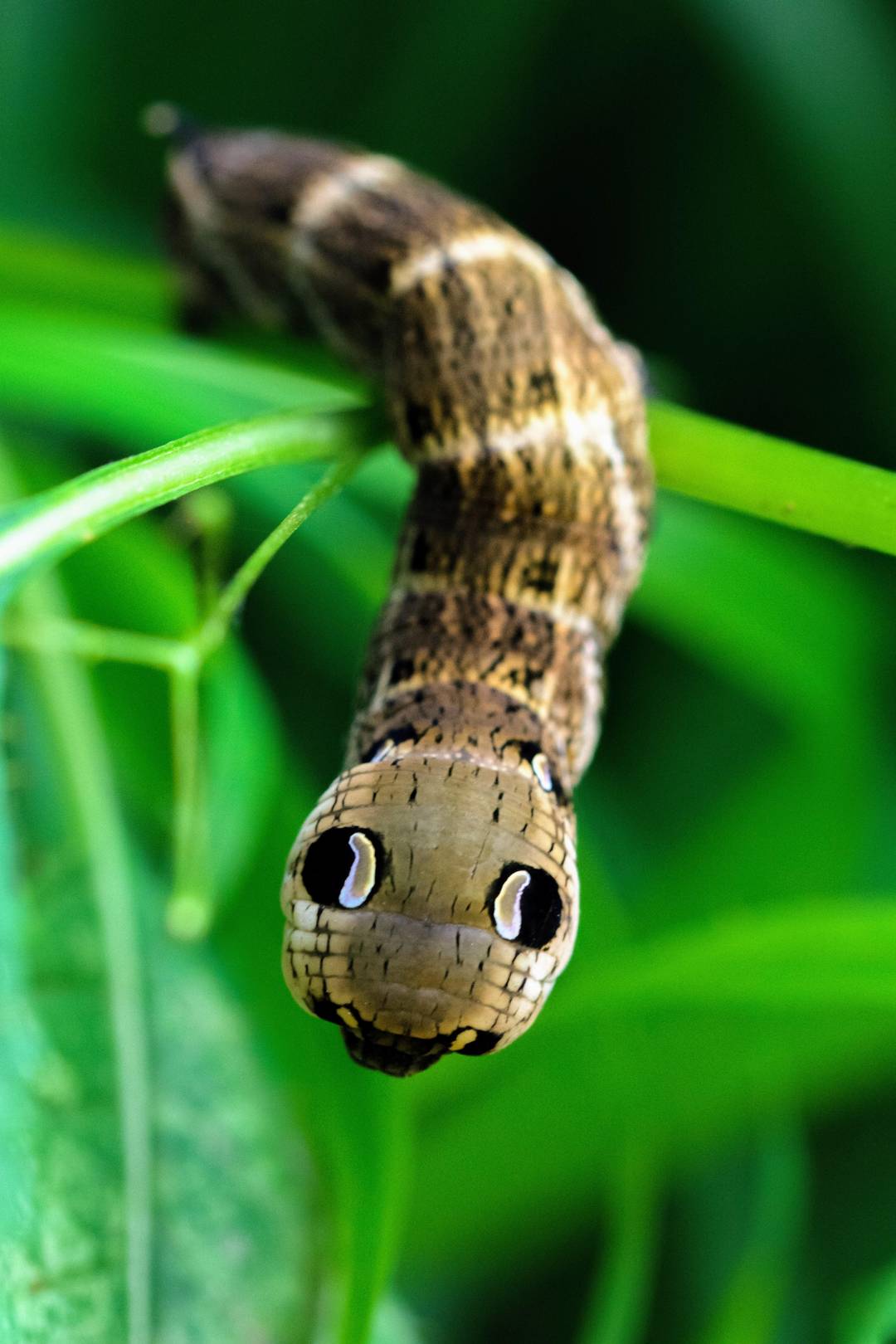 Caterpillar