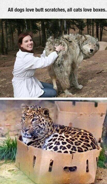 Cats and dogs