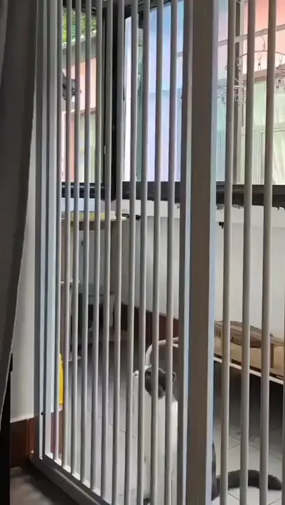 Cat's Jail Break. 