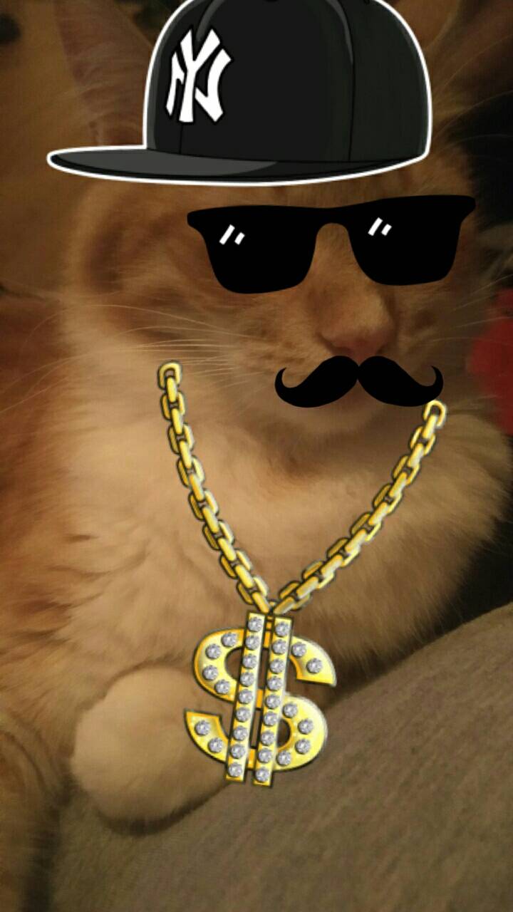 Cats rule everything around me