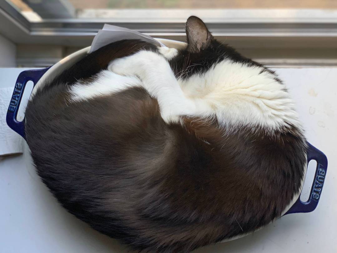 Catsserole