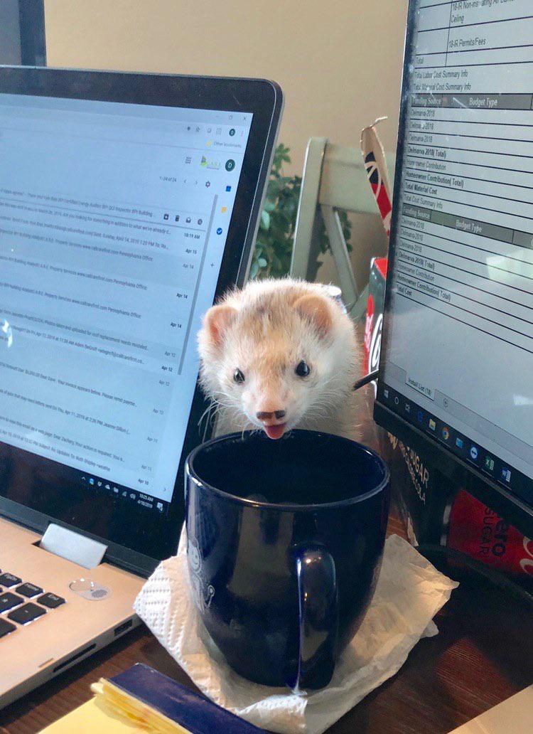 Caught this little a-hole midway through trying to get into my coffee