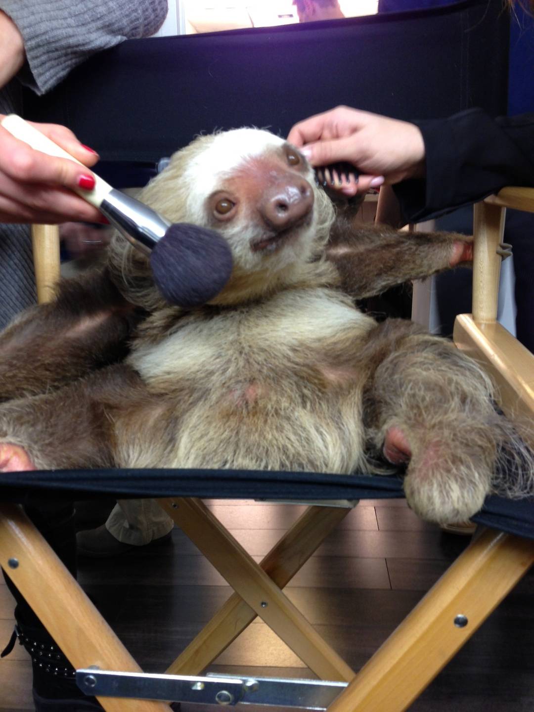 CC the sloth (from Staten Island zoo) getting ready for the Today show
