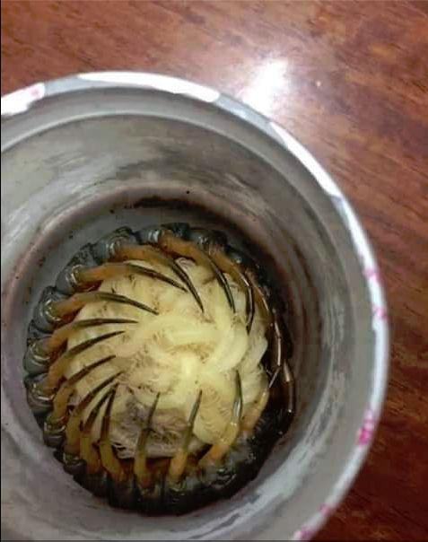 Centipede protecting offspring. | Scrolller