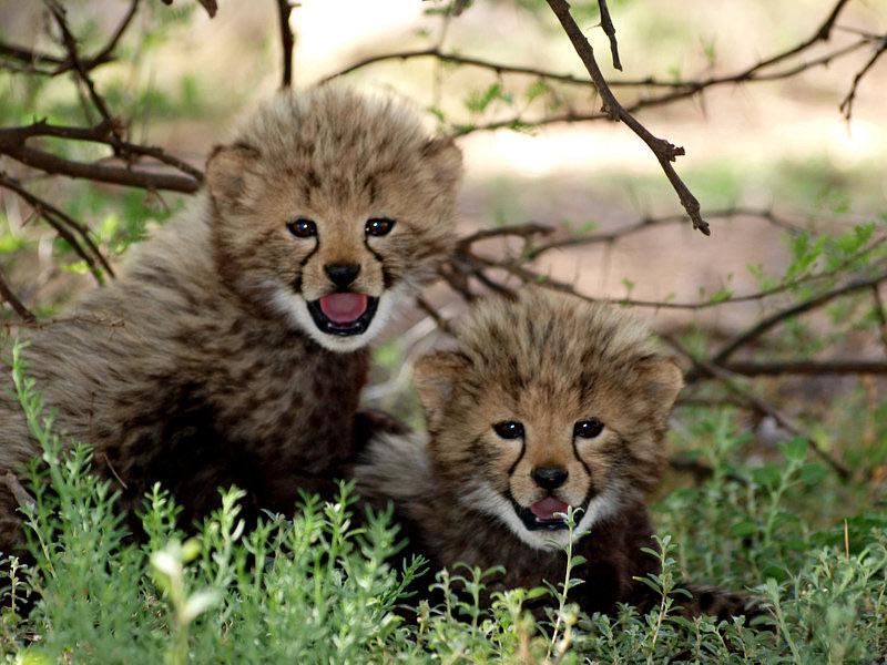 Chatty Little Cheetahs