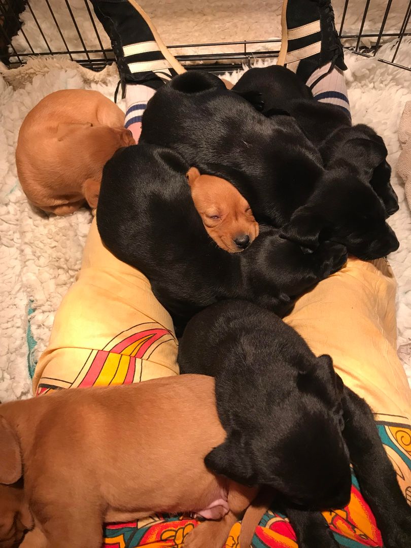 Chocolate caramel cuddle puddle