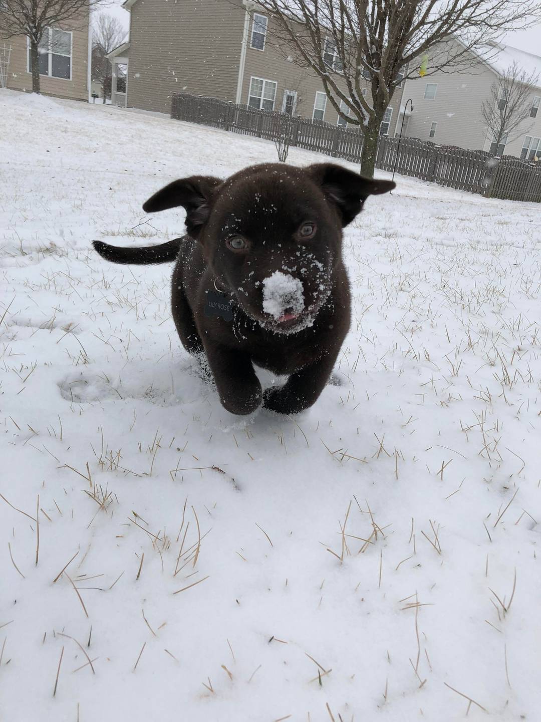 Chocolate zoomies