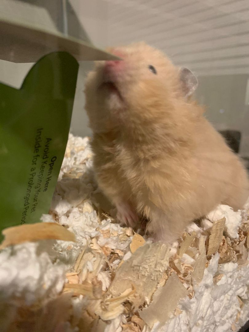 Chonky Ursa doing a sniff