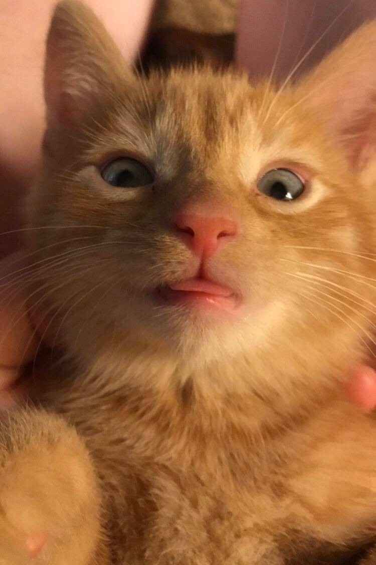 Clementine is a pro blepper