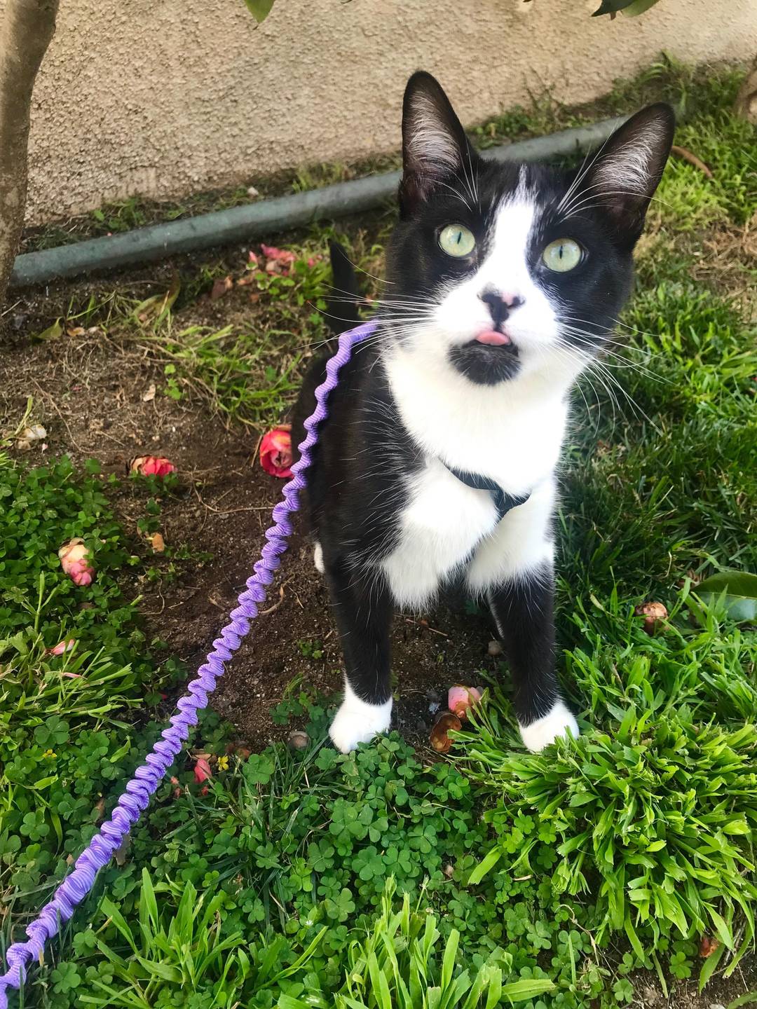 Cleocatra does a blep.