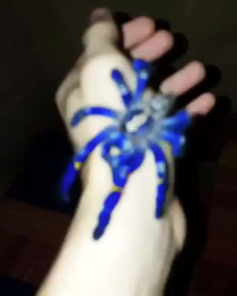 Cobalt blue tarantula