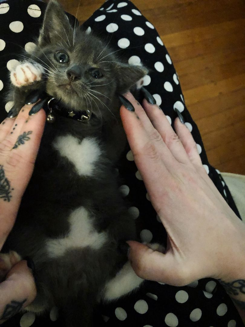 Comments confirm, it is a boy.