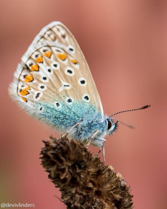Common Blue